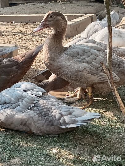 Мускусные утки (индоутки)