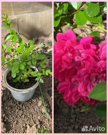 Роза плетистая