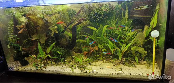 Аквариум 50 литров