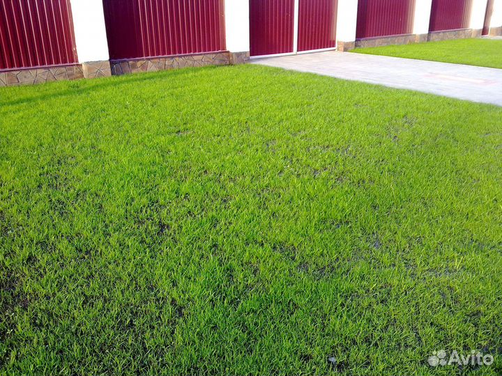 Газон посевной