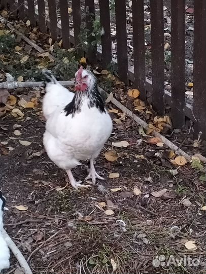 Куры петухи