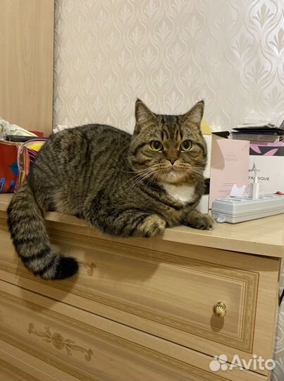 Ищем невесту для шотландца прямоухого