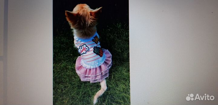 Одежда для собак