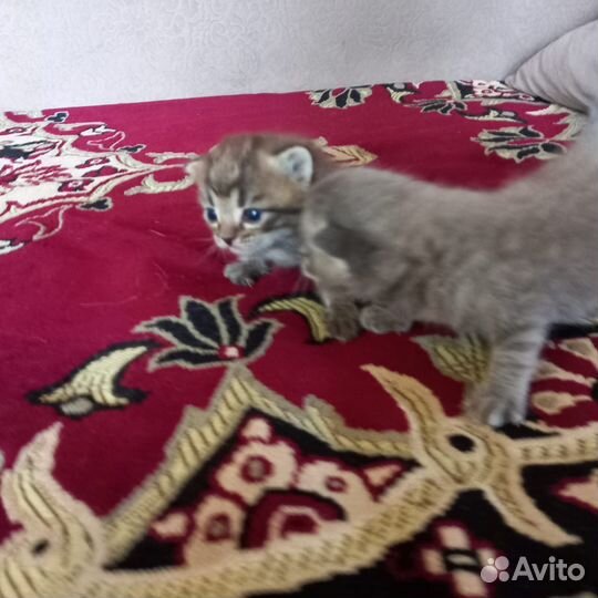 Шотландские котята