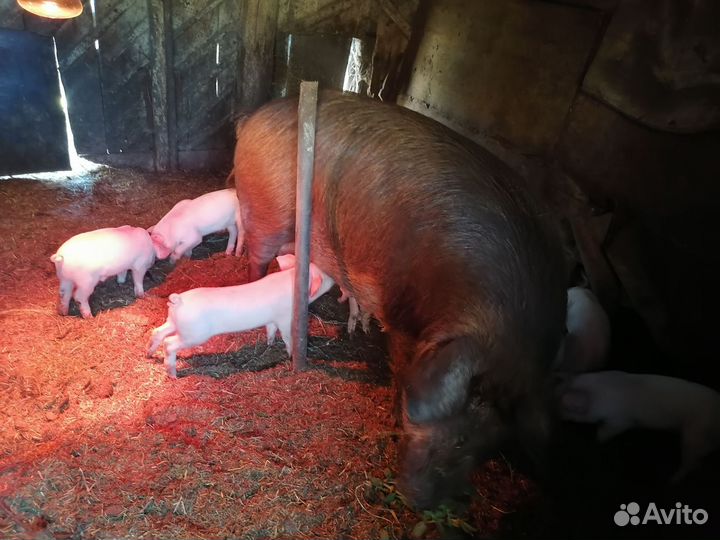 Поросята ландрас дюрок