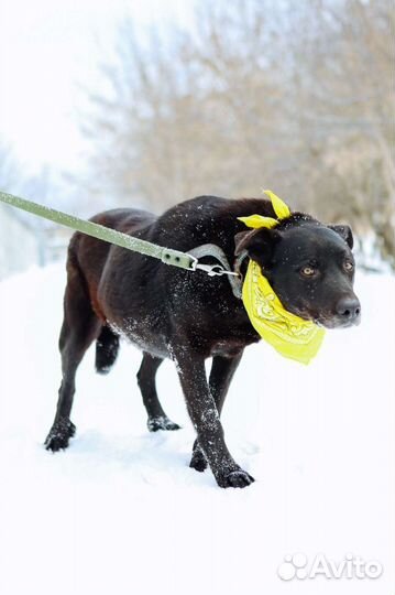 Большой добрый послушный пес