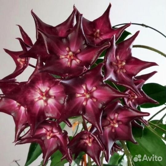 Хойя macgillivrayi