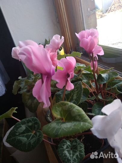 Гибискус махровый, цикламен