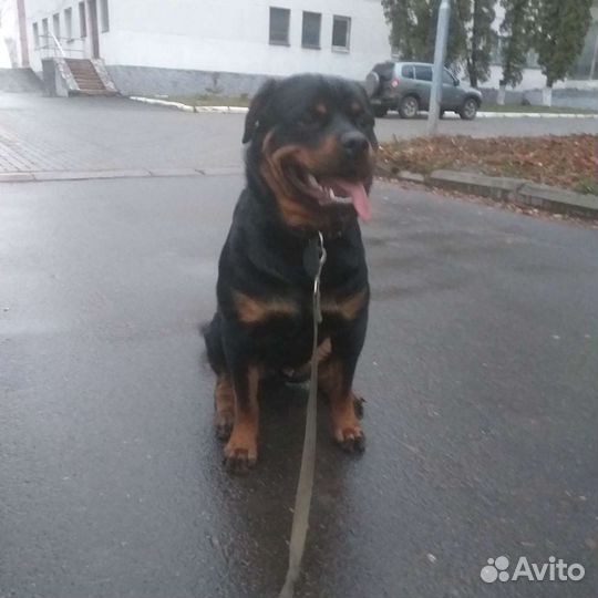 Ротвейлер на вязку