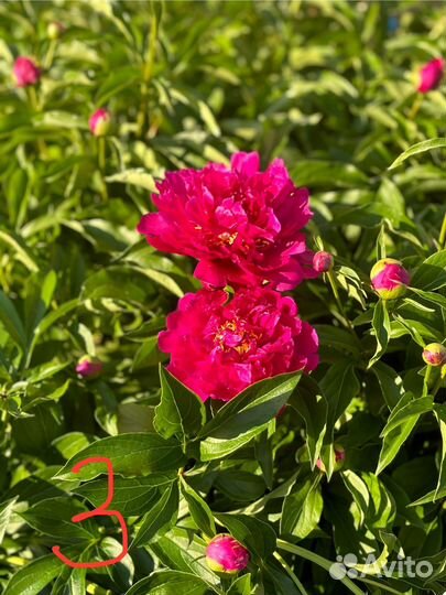 Пионы продам