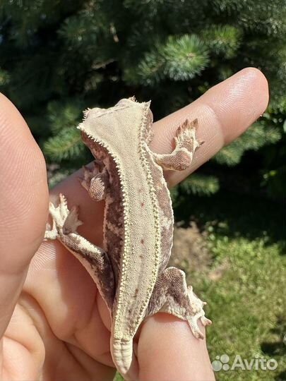 Реснитчатый бананоед Лили вайт фурри блашинг