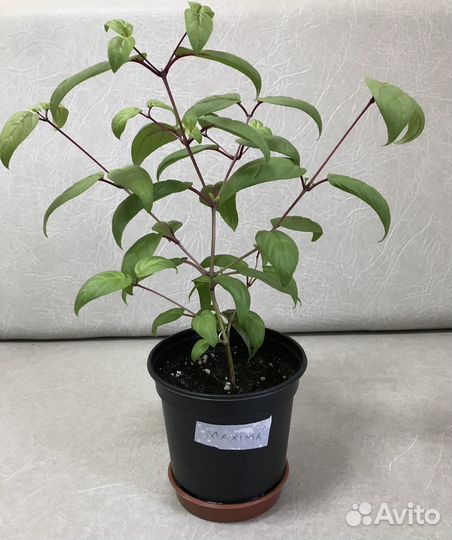 Фуксия сортовая Maxima