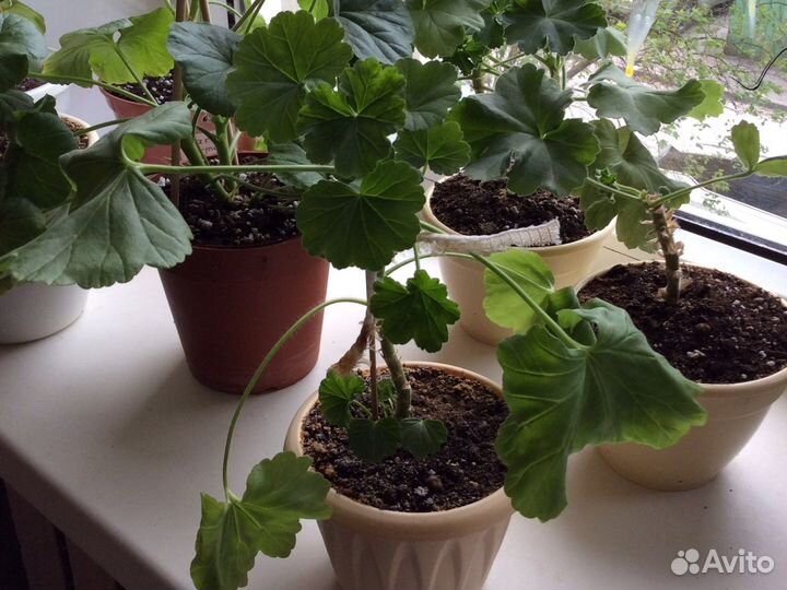 Пеларгония герань