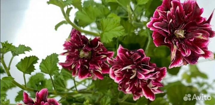 Пеларгония герань