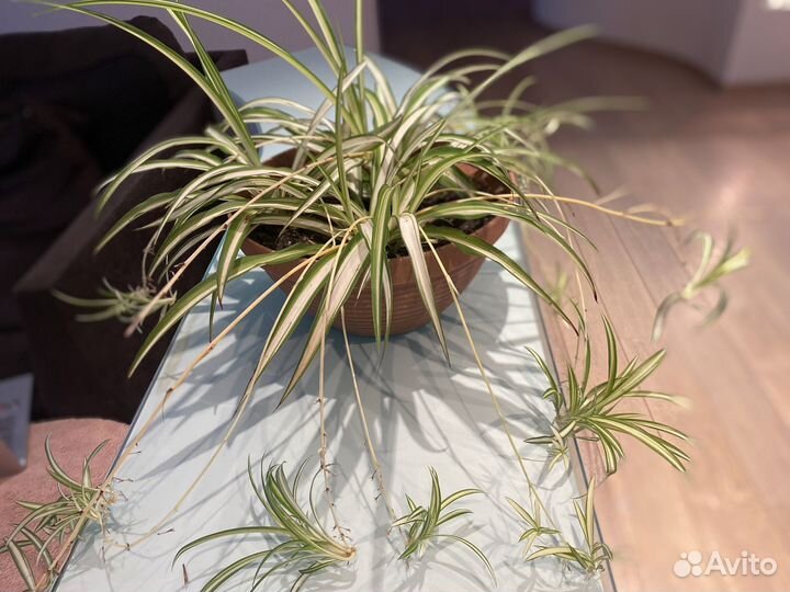 Хлорофитум