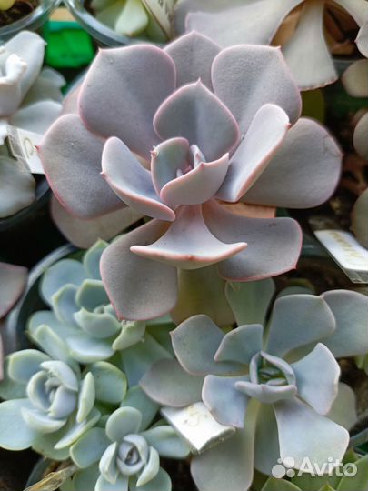 Суккуленты