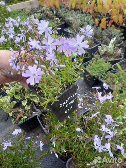 Флоксы шиловидные