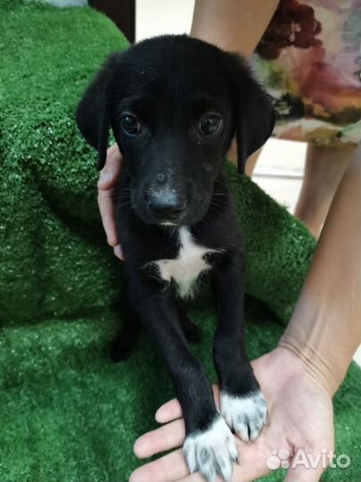 Собака щенок Забава