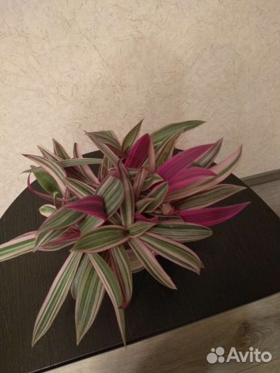 Рэо пёстрое (традесканция покрывальчатая)