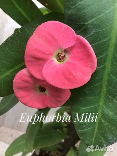 Эуфорбия Миля