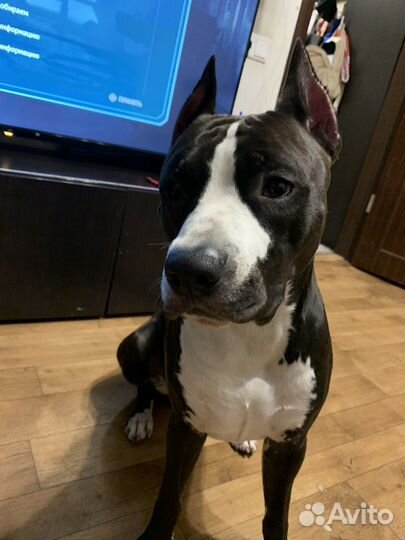 Стаффордширский терьер вязка