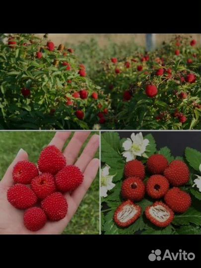 Саженцы княженики тибетской малины