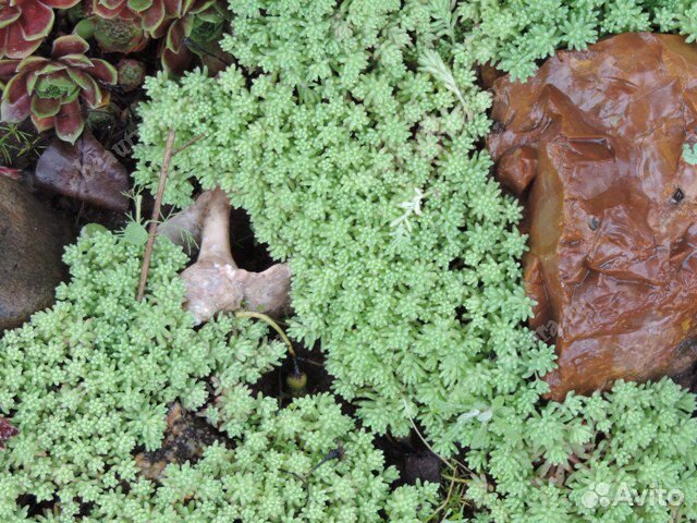 Почвопокровники