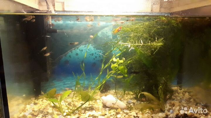 Мальки гуппи микс