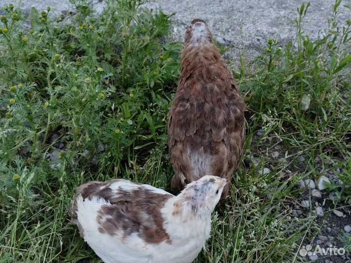 Перепела инкубационное яйцо