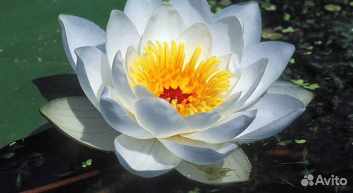 Нимфеи для водоема, отправка в регионы