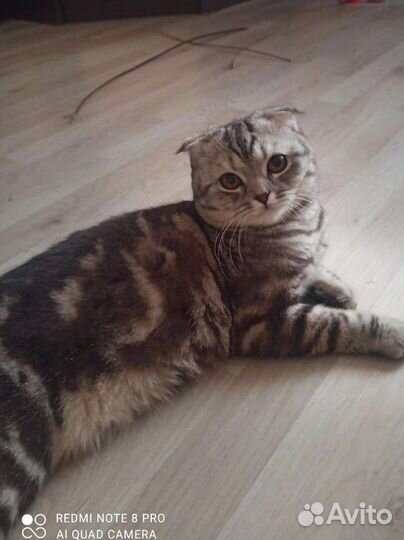 Шотландский кот вязка