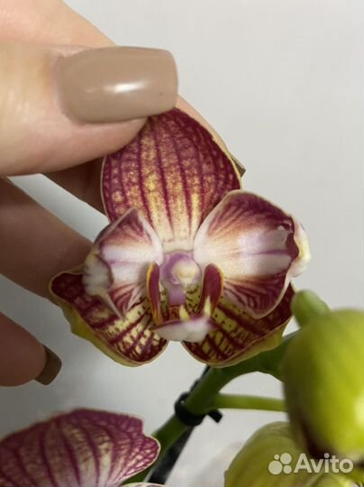 Орхидея фаленопсис Равелло Бантик