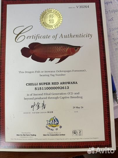 Арована Красная (chilli RED)