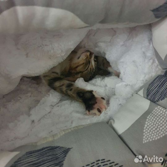 Котик в добрые руки В любимцы