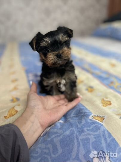 Щенки йорка