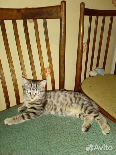 Умные котята