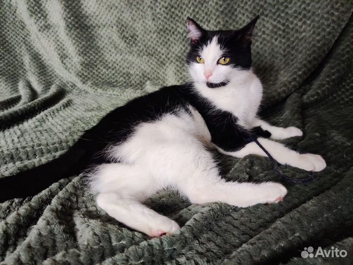 Красивая кошка в добрые руки