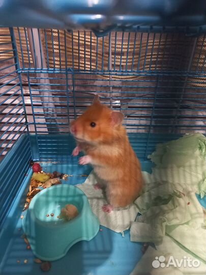Сирийский хомяк девочка