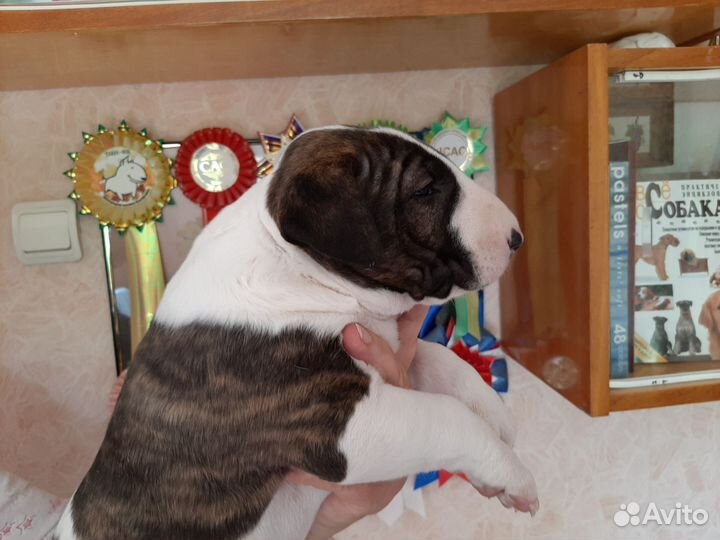 Бультерьер