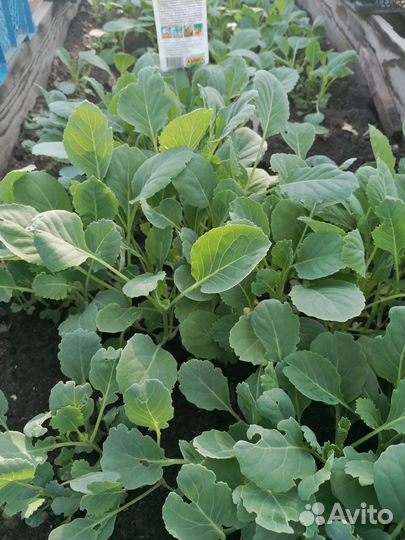 Продаётся рассада