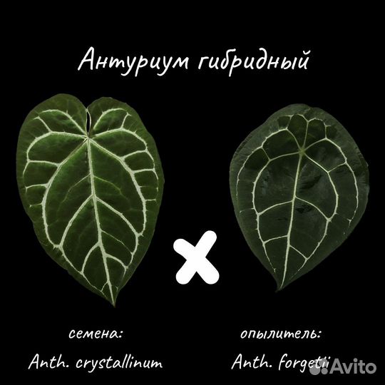 Антуриум Хрустальный Х Форгети