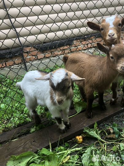 Камерунский козел