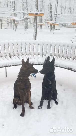 Щенки метисы в надежные руки