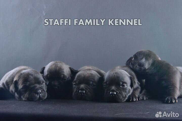 Малыши стаффордширского бультерьера