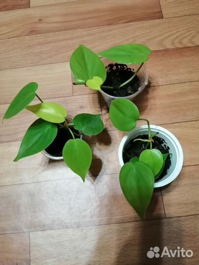 Филодендрон