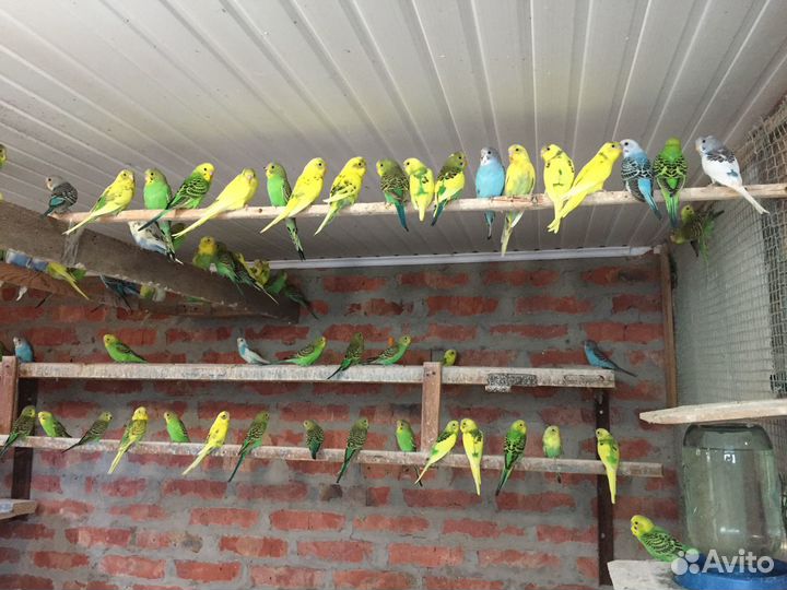 Волнистые молодые попугаи