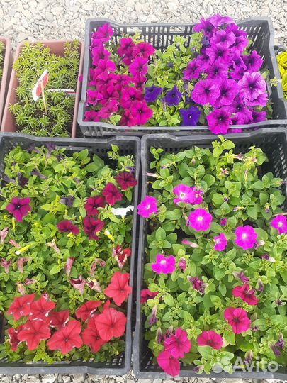 Петуния,бакопа,немезия,эустома, лобелия, рассада