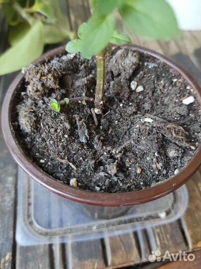 Мята канадская