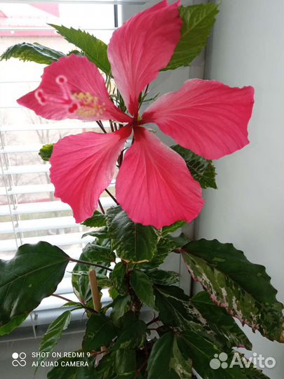 Гибискус Купера