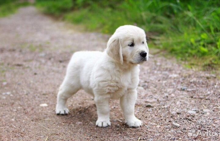 Золотистый ретривер в москве